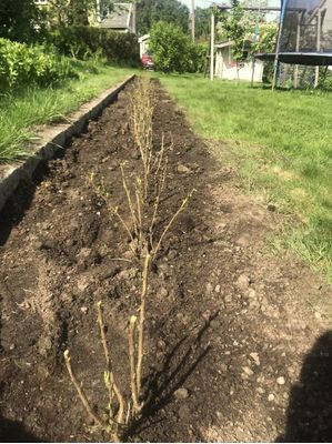 Alperips hekk plantet i Oslo, grønn og dekorativ