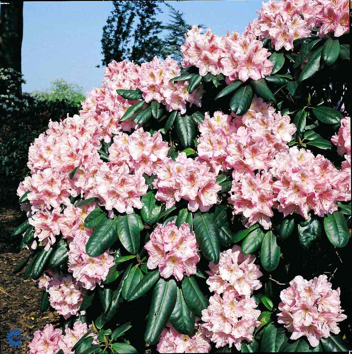 Rhododendron storblomstret 'Scintillation'