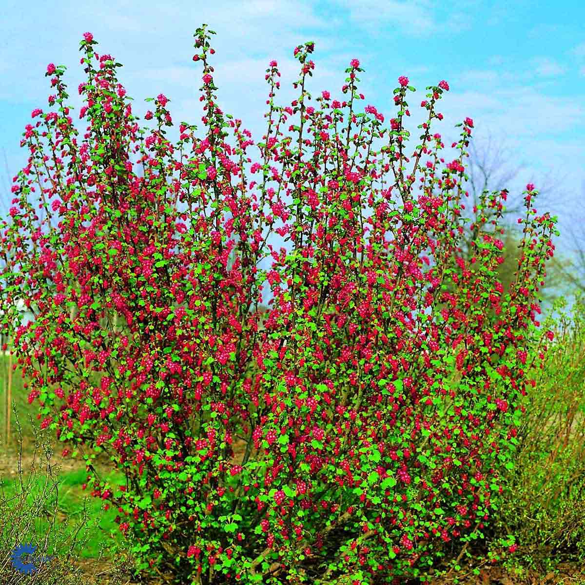 Blodrips (3 gr Co 4)