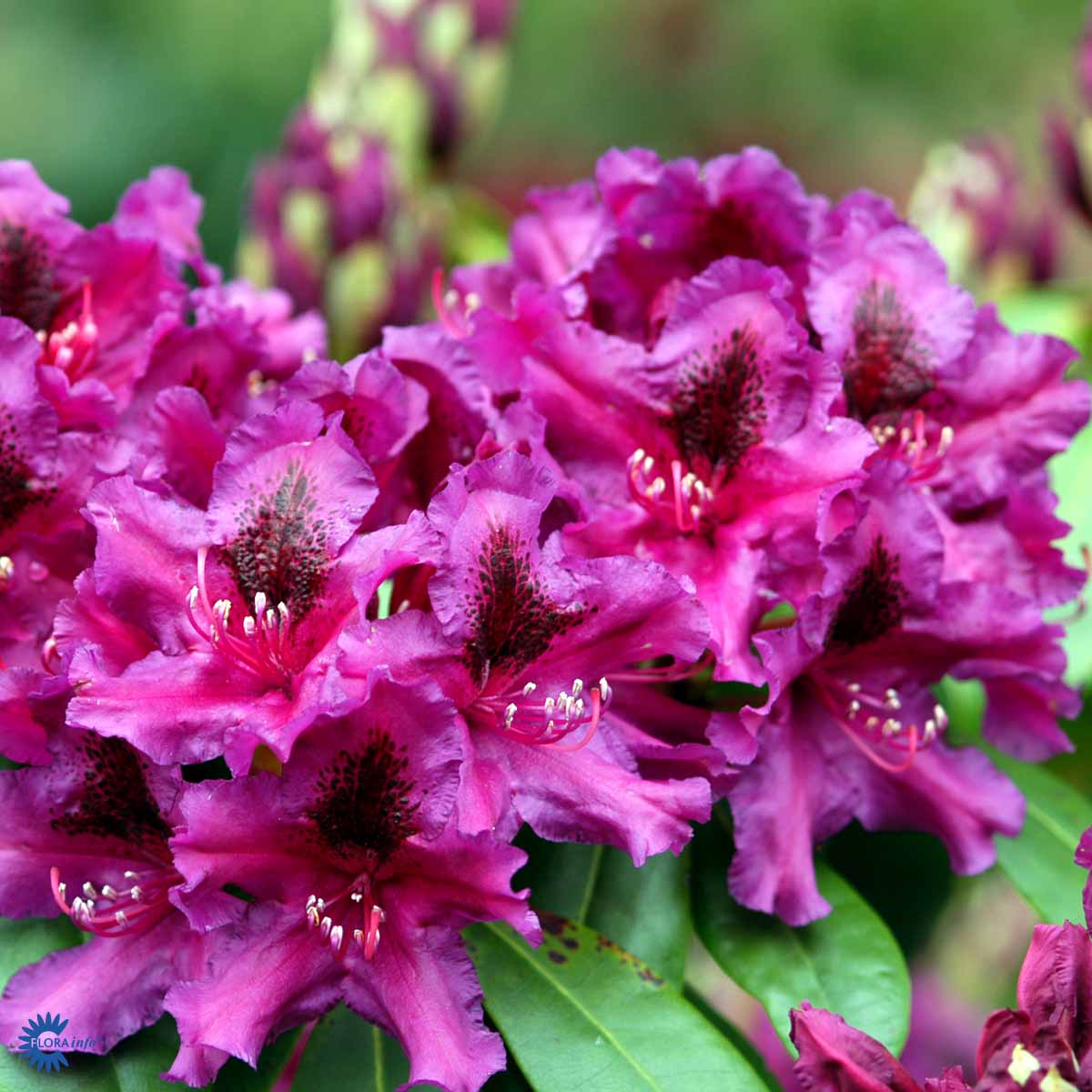 Rhododendron storblomstret  'Azurro'