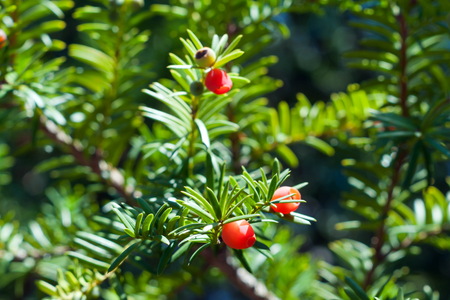 Taxus baccata hekkplante, grønn og tett
