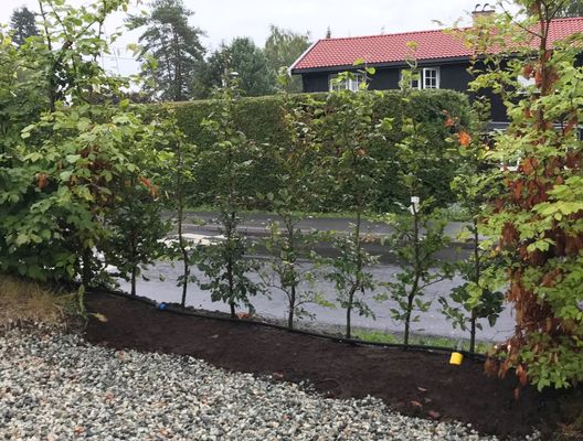 Bilde fra hageprosjekt i Bekkestua, grønn hekk