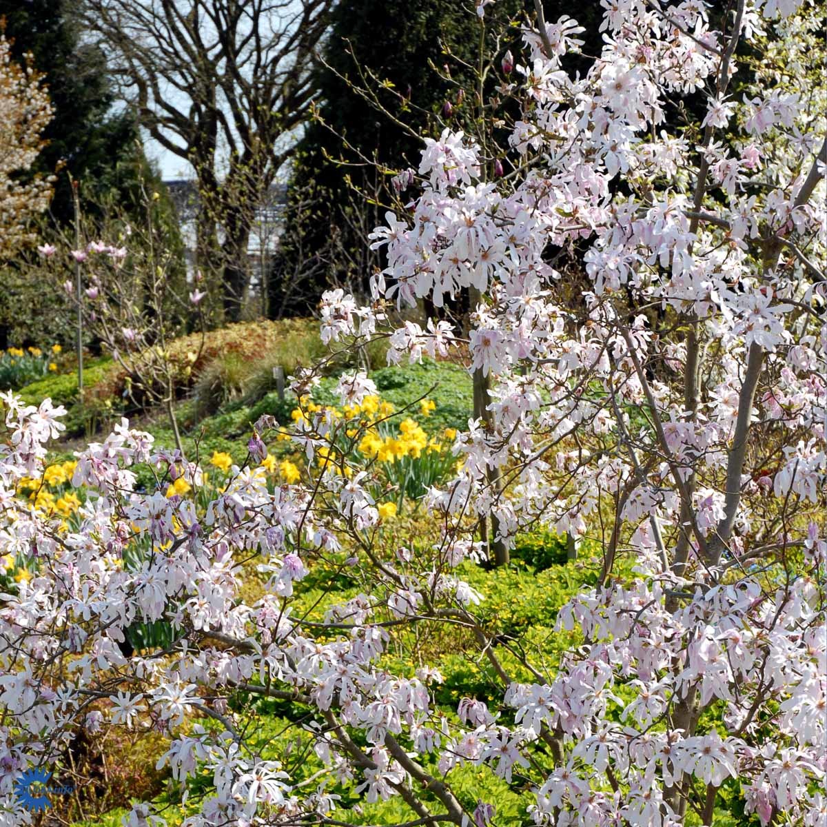 Lobnermagnolia ' Leonard Messel'
