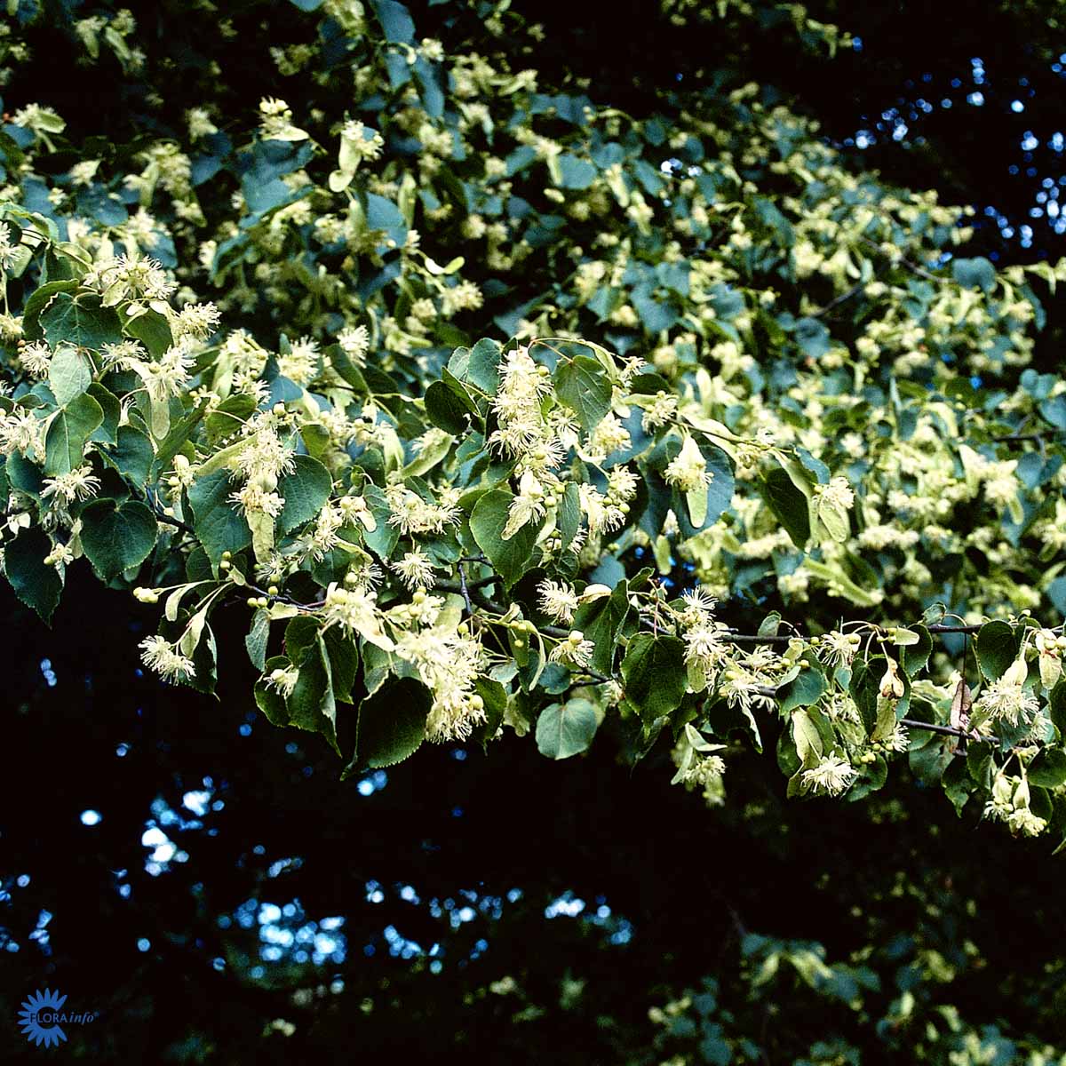 Småbladlind 'Greenspire'