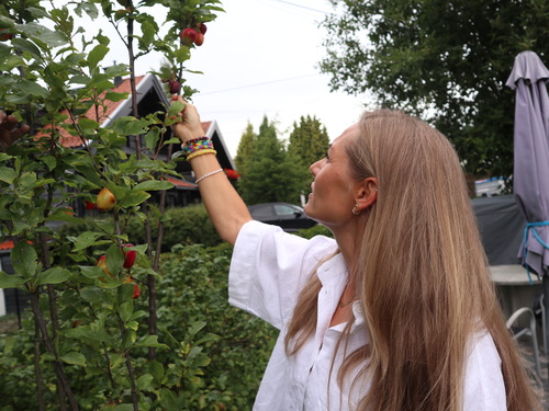 Alperips hekk på Disen i Oslo