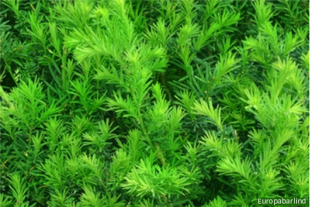 Rad med taxus hekkplanter