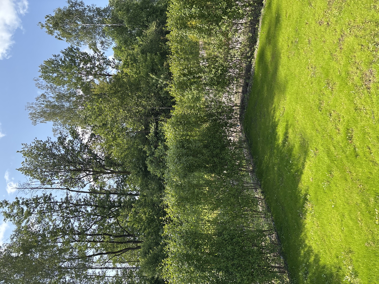 Liguster Stokke liten