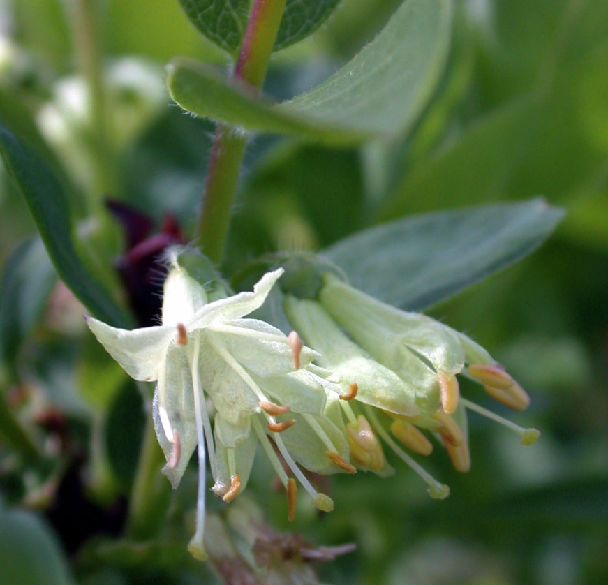 Blåleddved 'Kirke'E