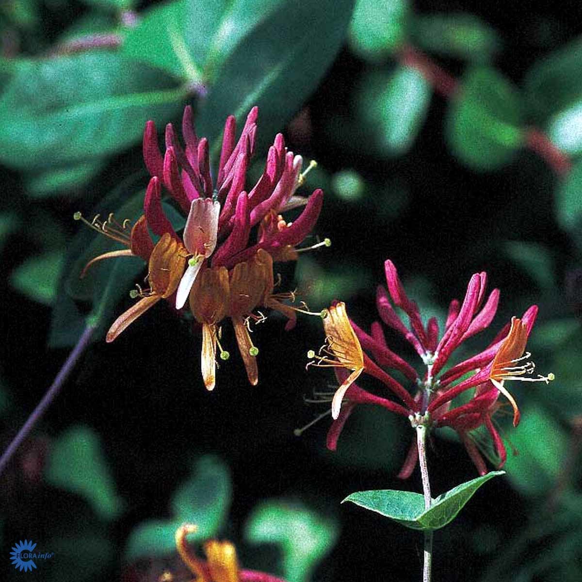 Heckrott-kaprifol 'Goldflame'