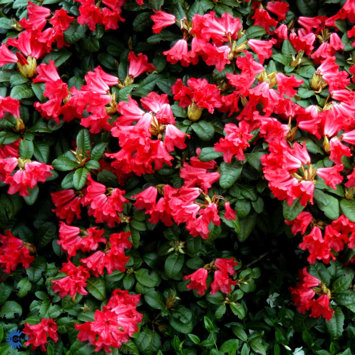 Rhododendron 'Scarlet Wonder'