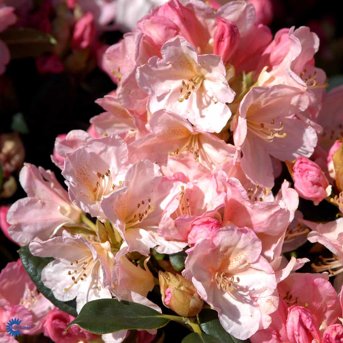 Rhododendron 'Percy Wiseman'