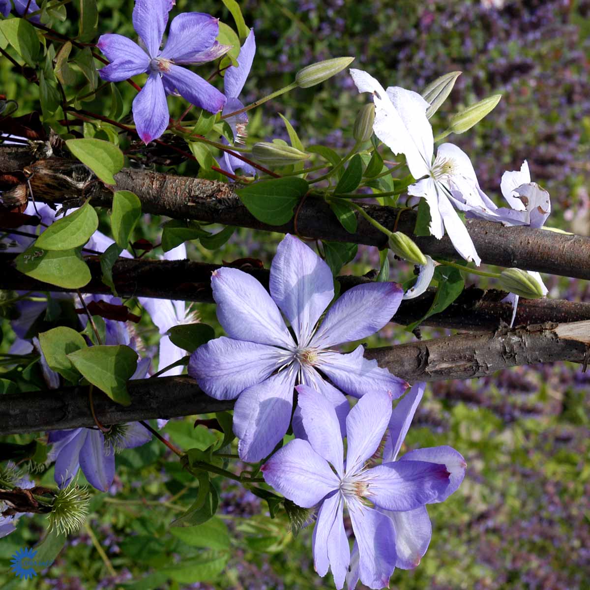 Flyblå med blågrå striper ( CO 2)