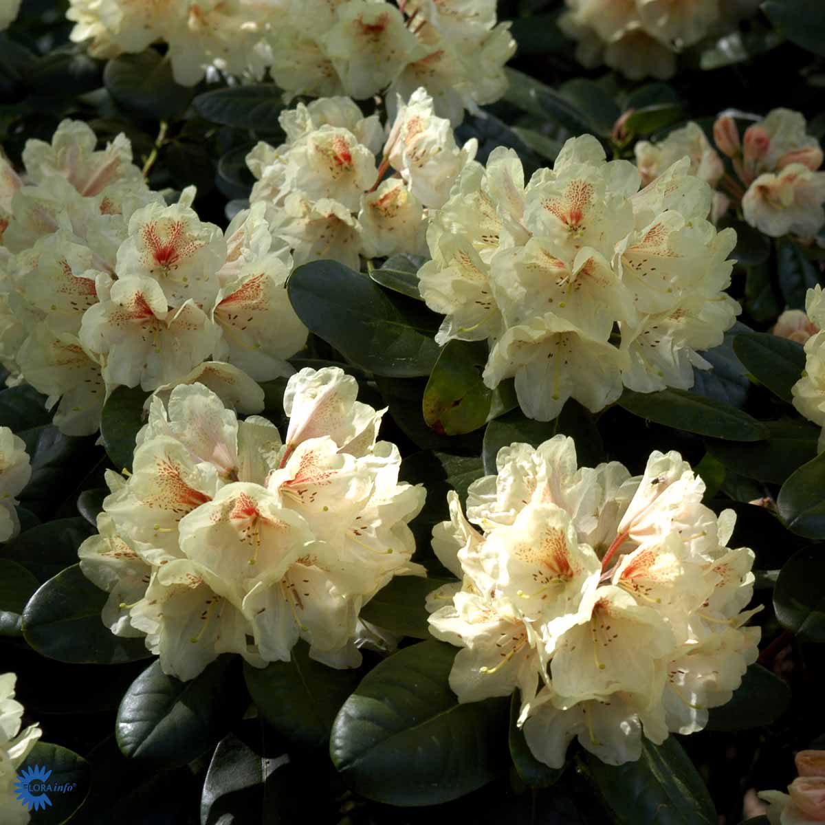 Rhododendron storblomstret  'Goldbukett