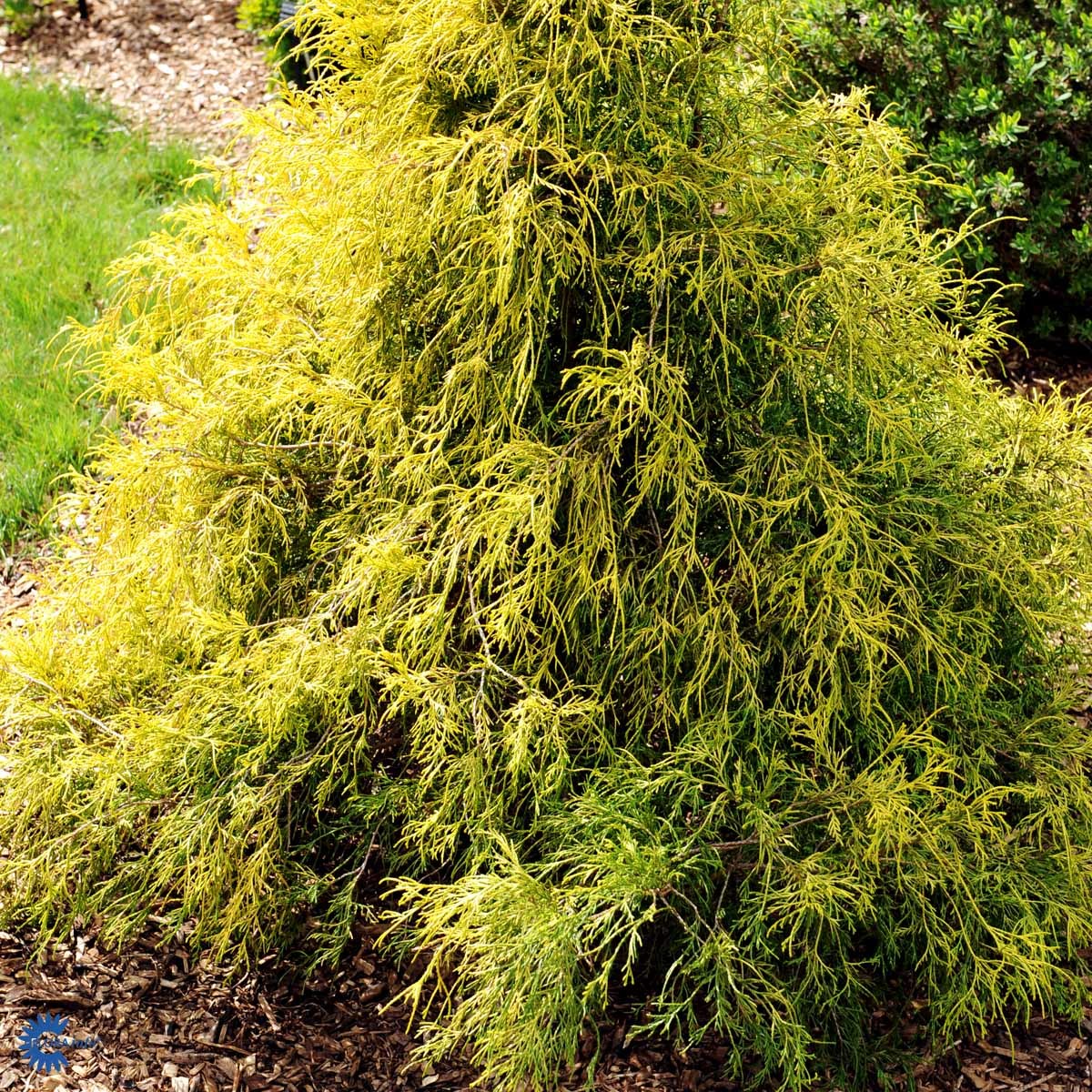 Ertesypress 'Sungold'