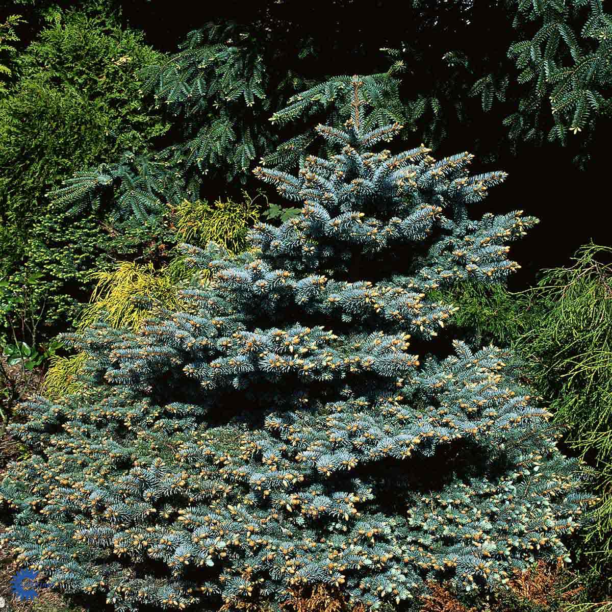 Blågran 'Glauca Globosa'