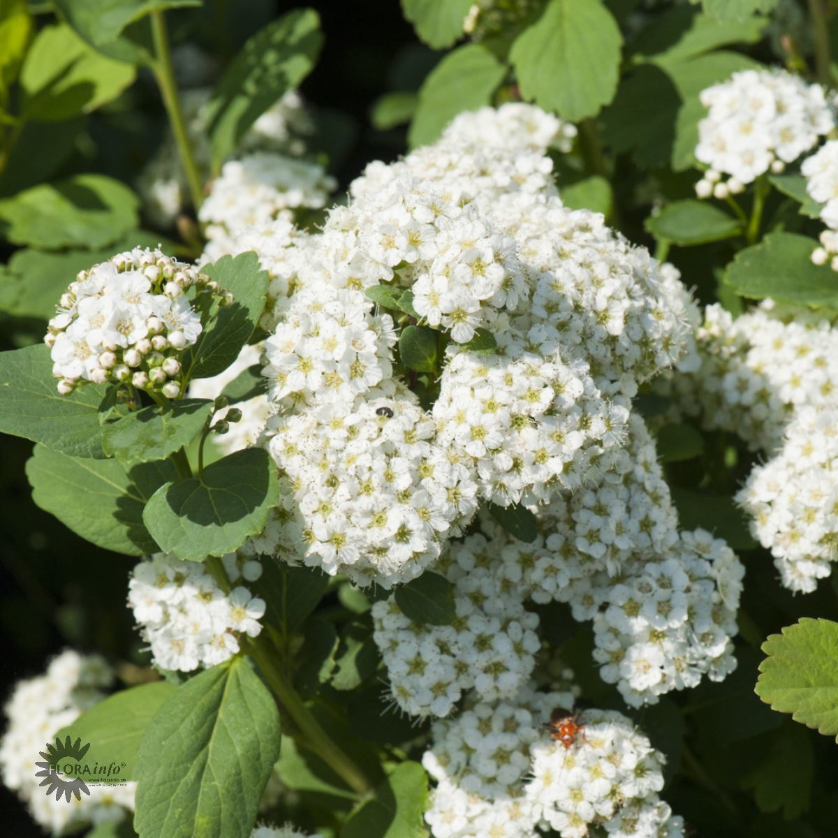 Bjørkebladspirea (Hekk Co 0.75)