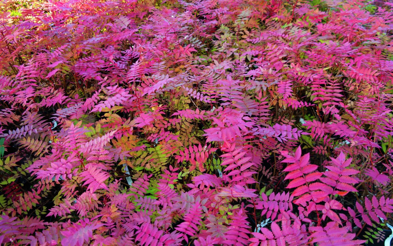 Storbladet rognspirea