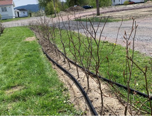 Barrotede bøkplanter klare for hekk i Steinsholt
