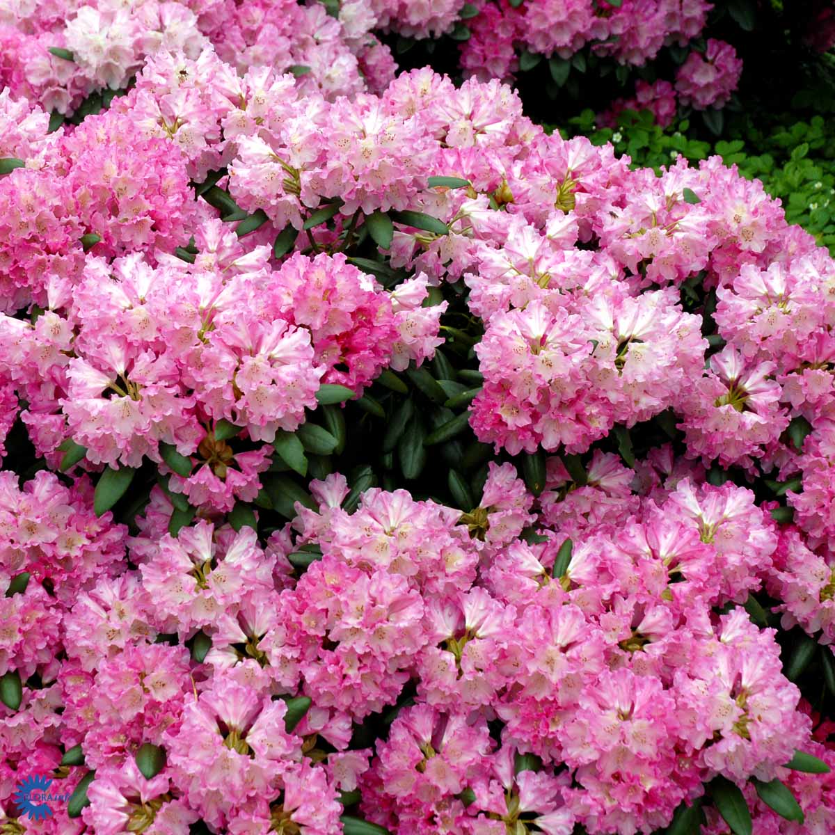 Rhododendron 'Kalinka'