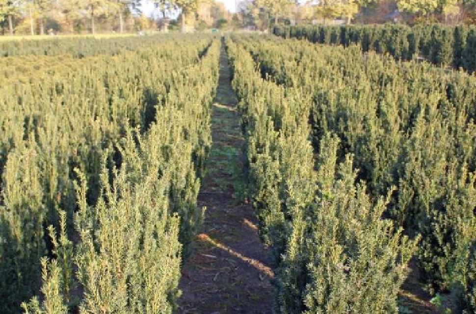 Taxus hillii hekkplante, grønn og robust