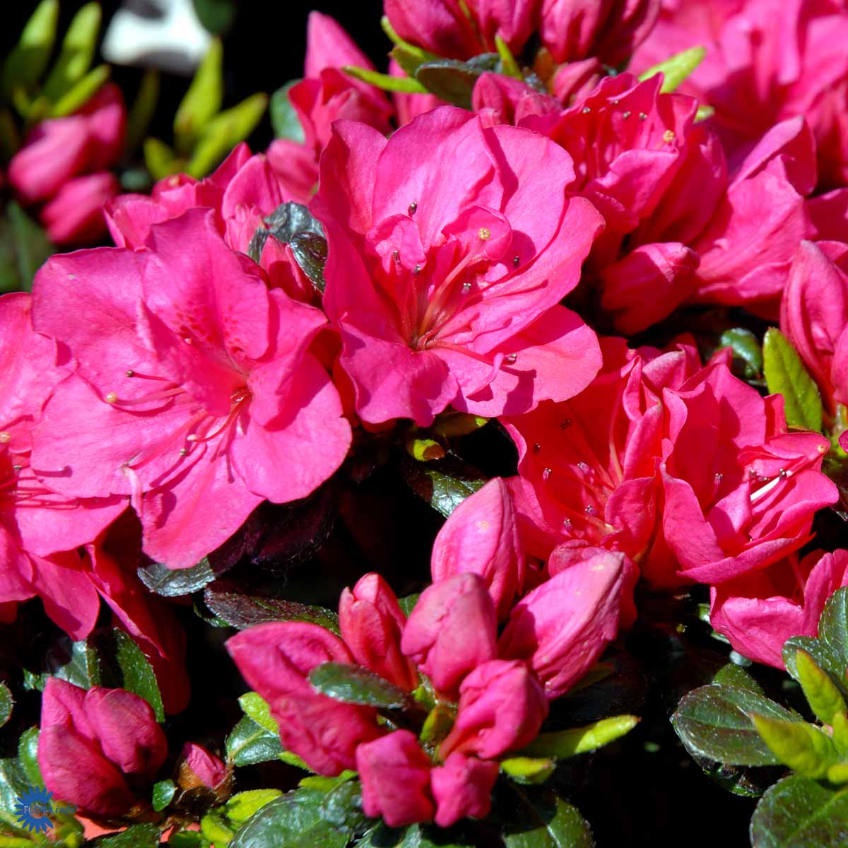 Karminrosa alperose (sh 30-35 Co 5)