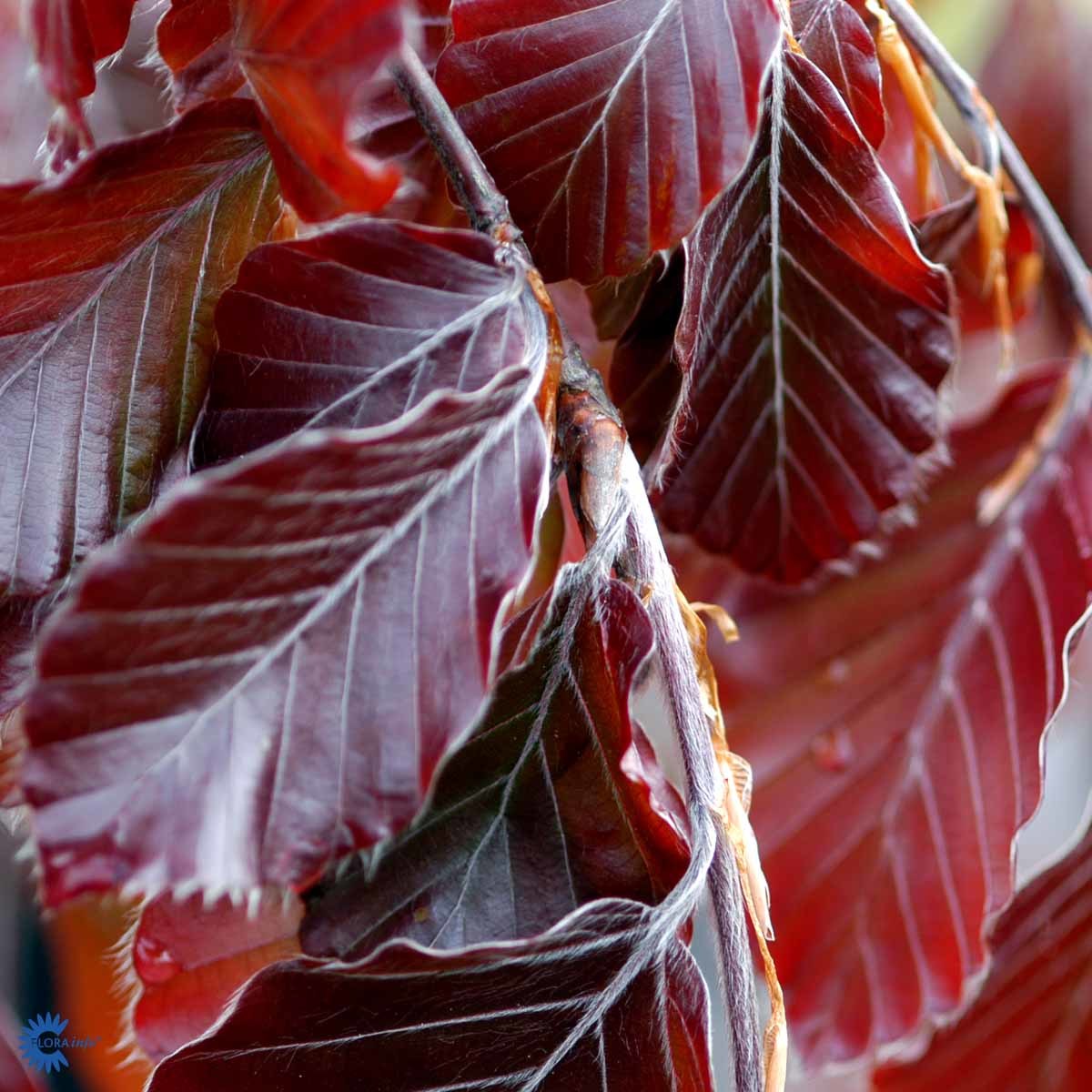 Hengeblodbøk 'Purple Fountain'