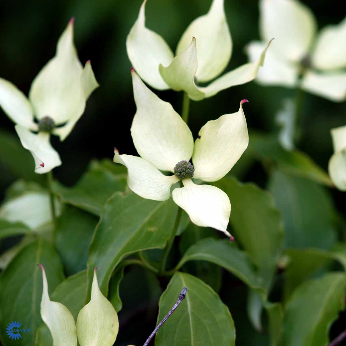 Kinesisk blomsterkornell