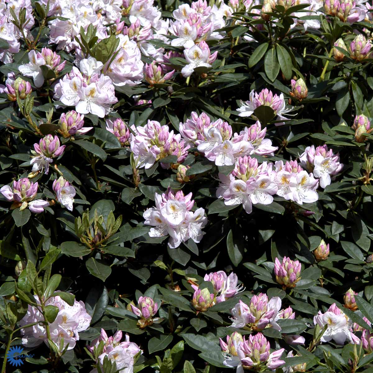 Rhododendron storblomstret  'Gomer Waterer'