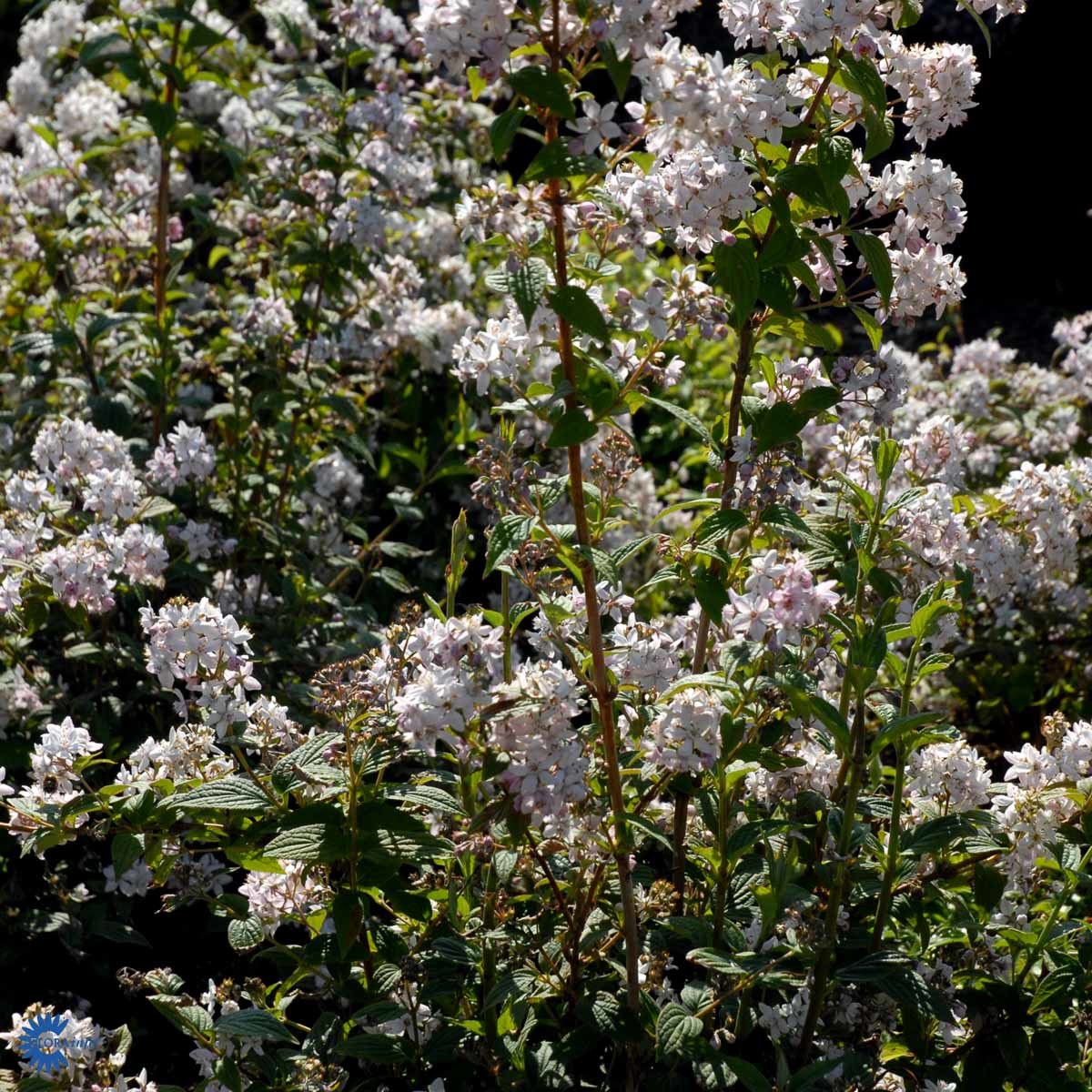 HYBRIDSTJERNETOPP (BUSK)