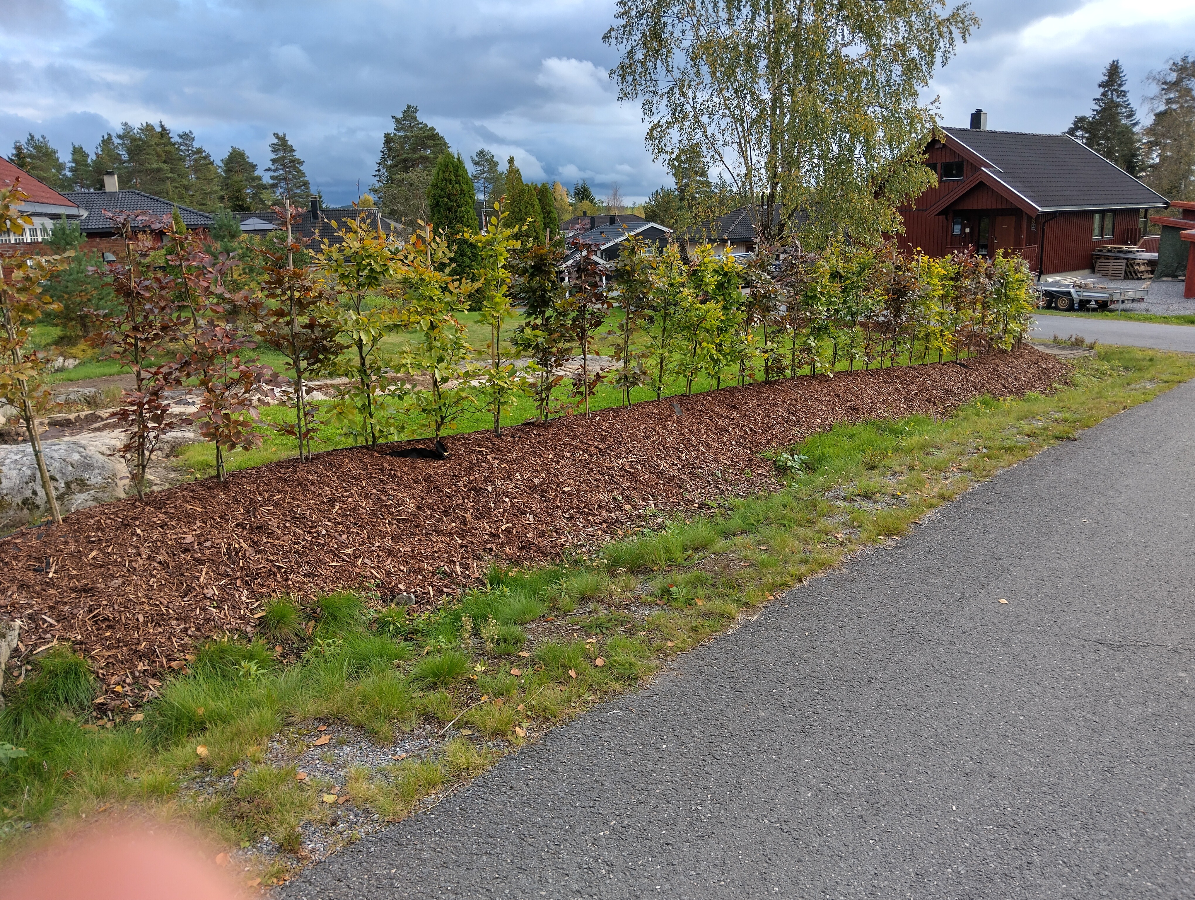 Bøk og blodbøk Gan levert juni 2024