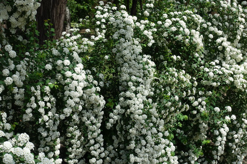 Spirea vanhouttei hekkplanter