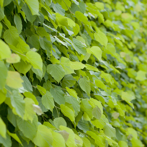 Småbladlind hekkplante