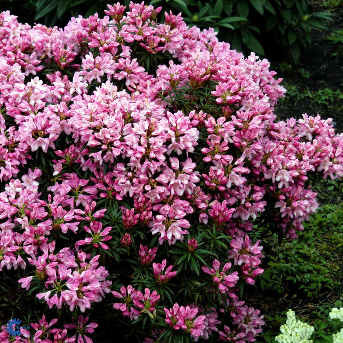 Rhododendron storblomstret  'Graziella