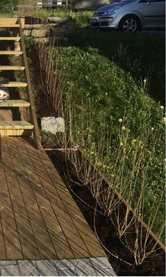 Bilde fra hageprosjekt i Nes, grønn hekk