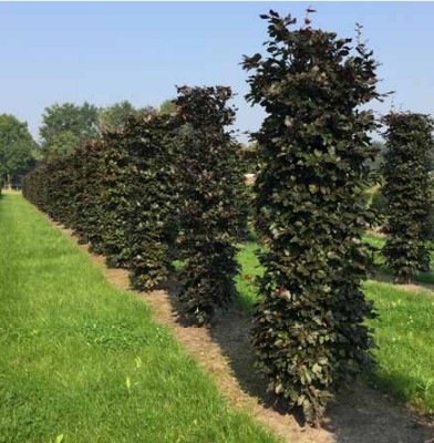 Blodbøk (Hekkelementer)