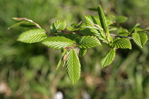 Agnbøk hekk (Carpinus betulus), grønn og tett