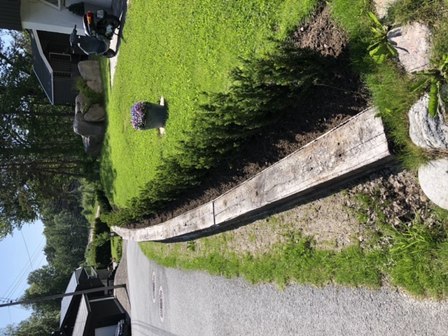 Barlind (Taxus hillii) hekk plantet hos kunde på Kråkerøy