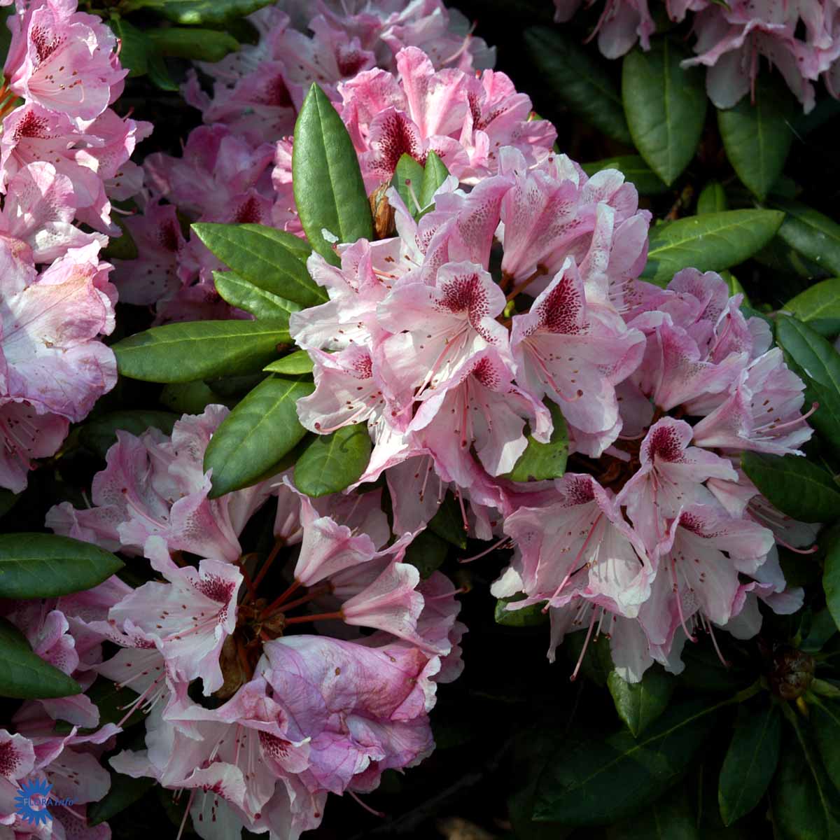 Rhododendron storblomstret  'Cosmopolitan'