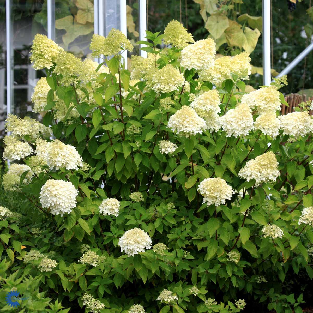 Syrinhortensia (Tre)