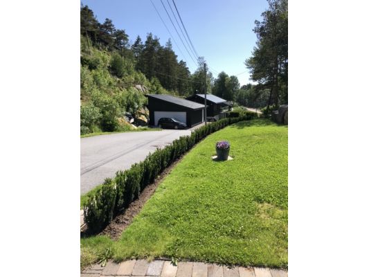 Barlind Hillii hekk plantet på Kråkerøy, eviggrønn og elegant