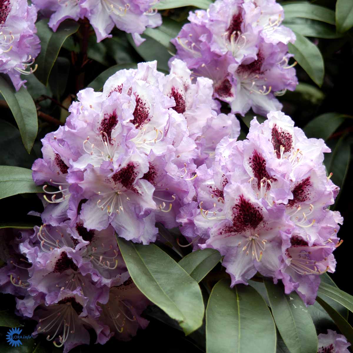 Rhododendron storblomstret  'Blue Peter'