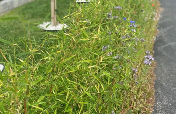 Bambus hekk plantet i Lillesand, rask vekst og grønt uttrykk