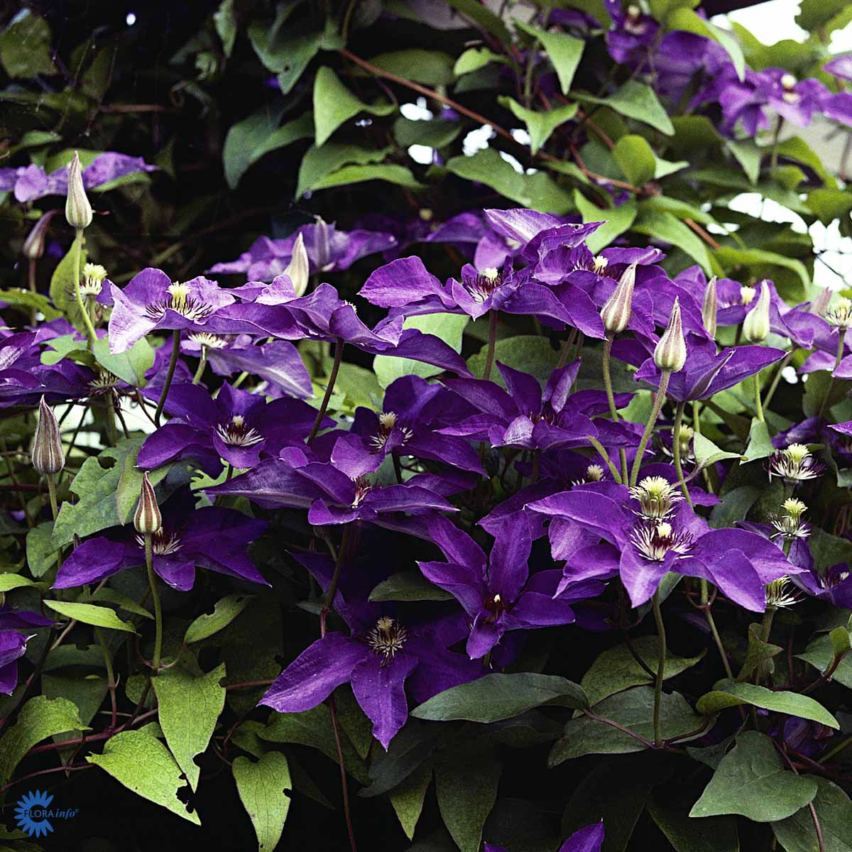 Klematis 'The President'