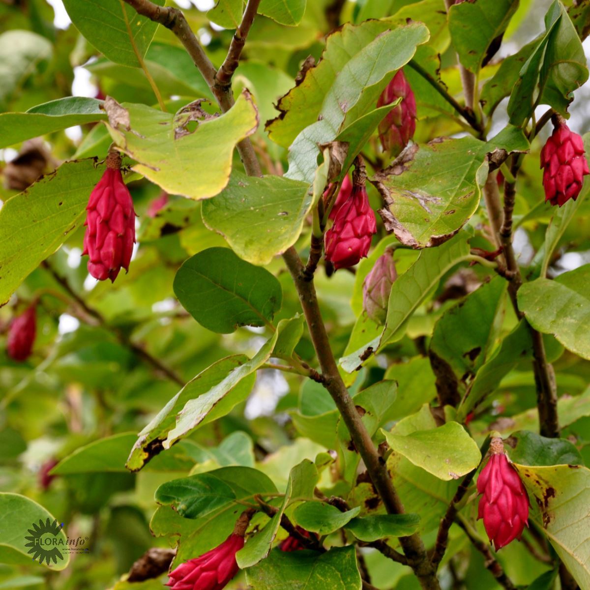 Sieboldmagnolia