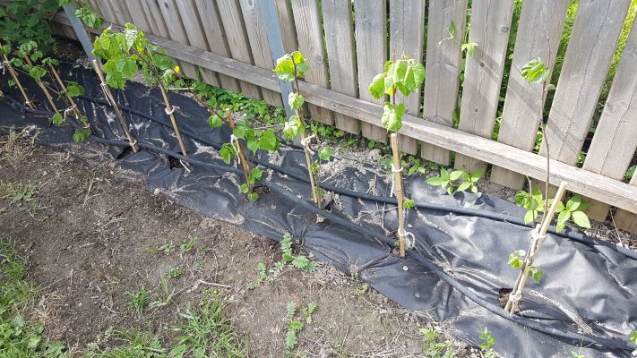 Småbladlind barrotplanter klare for hekk på Fjellhamar