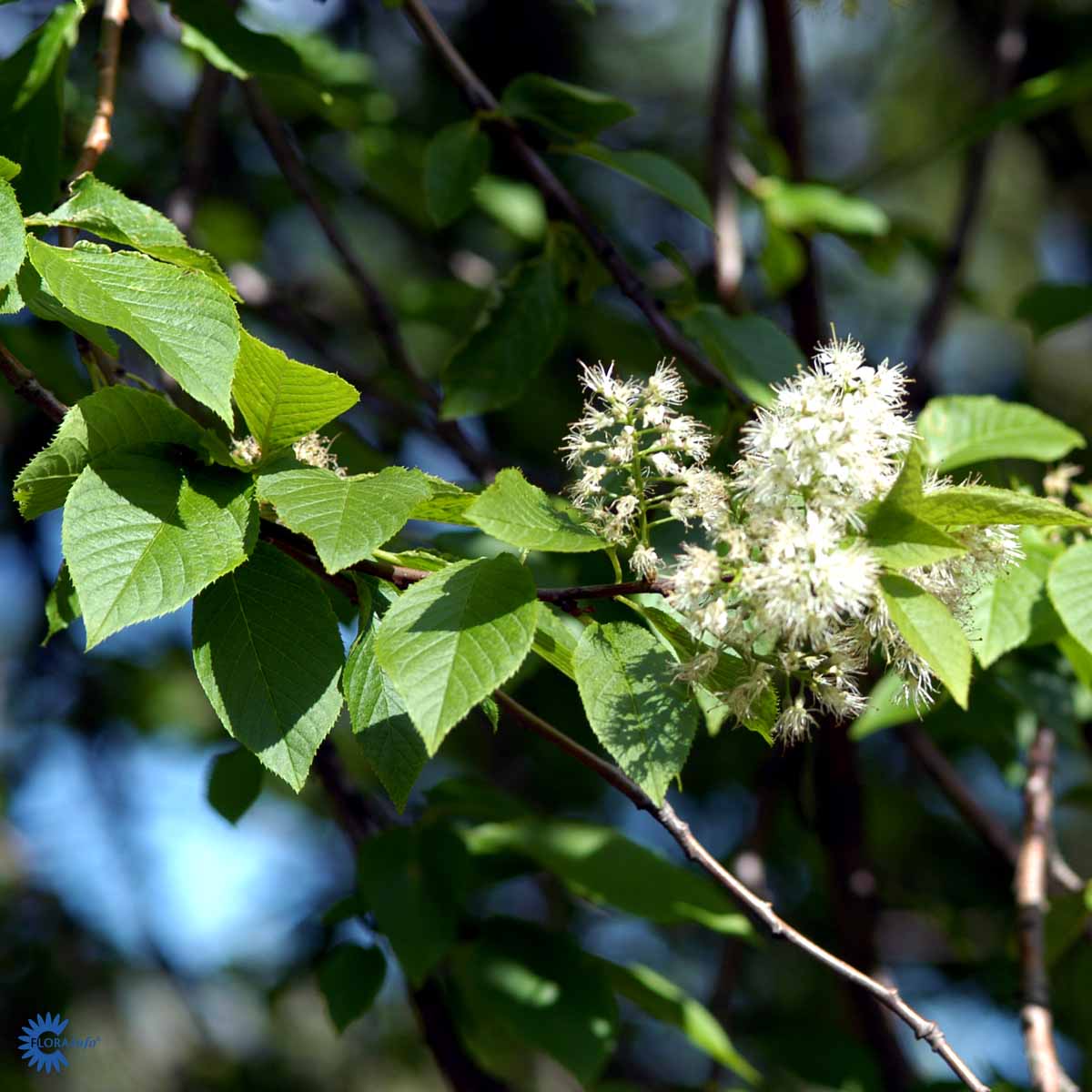 Neverhegg GALLA E (fk ås)(norsk frøkilde)