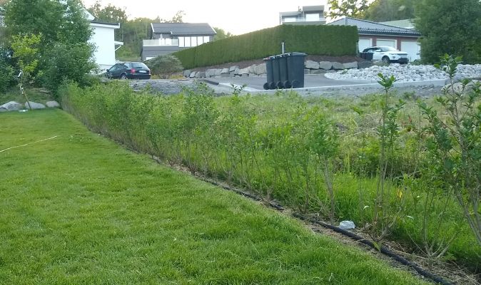 Vinterliguster barrotplanter klare for hekk i Sandefjord