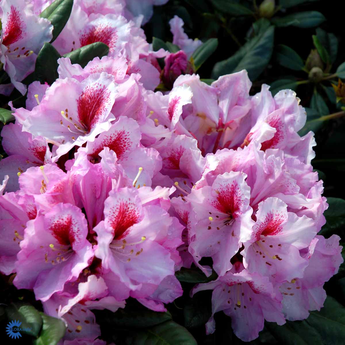 Rhododendron storblomstret  'Diadem'
