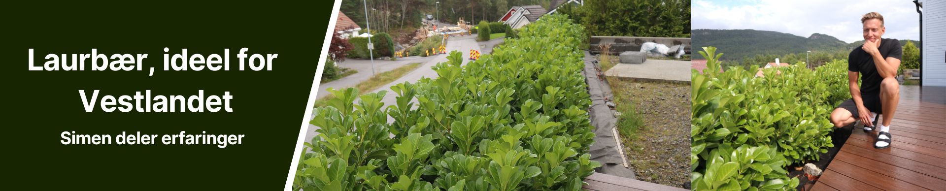 Banner Simen Aalesund Prunus