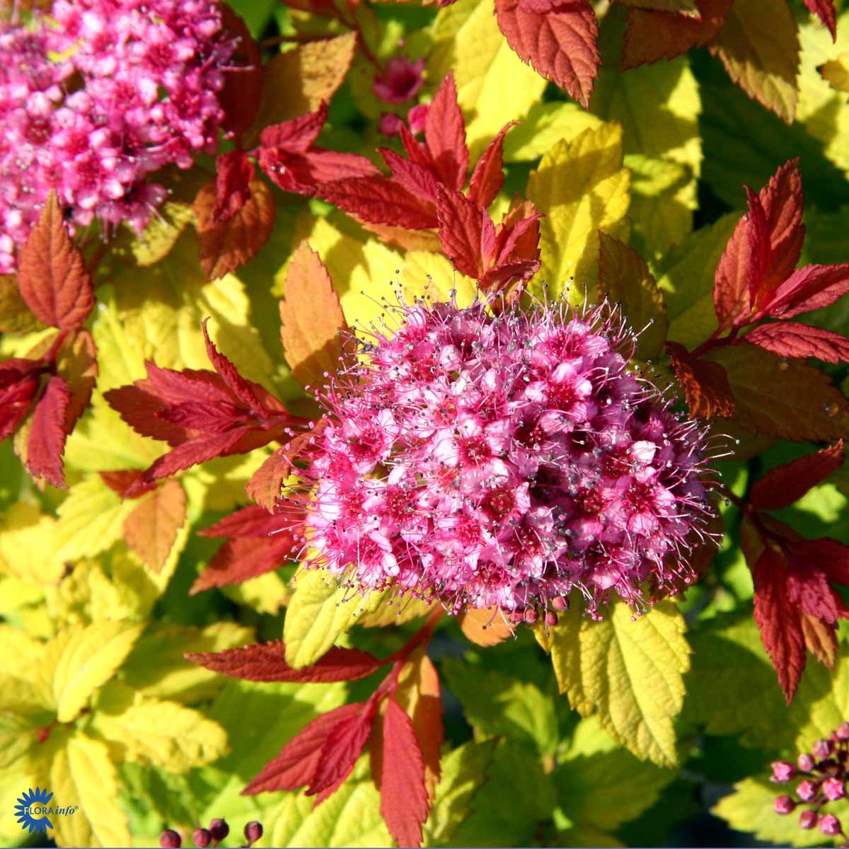 Japanspirea 'Magic Carpet'